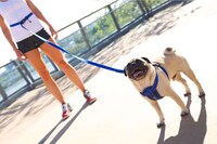 Stress Reduction Canine Leashes Image 2