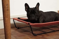 Comfy Canine-Soothing Hammocks Image 3