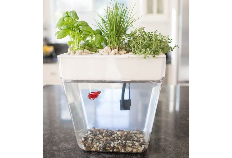 Self-Cleaning Green Fish Tanks
