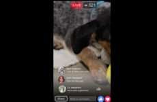 Pet Playtime Livestreams
