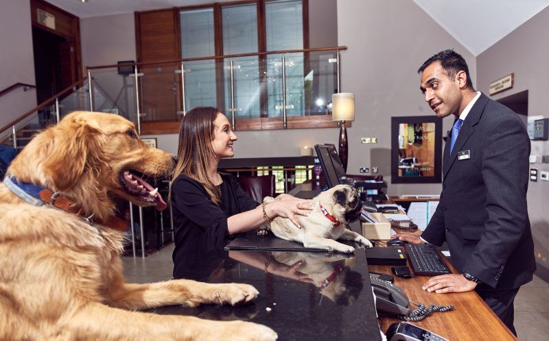 Dog-Friendly Travel Packages