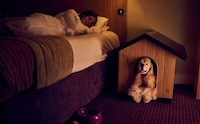 Dog-Friendly Travel Packages Image 2