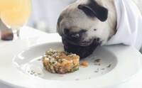 Dog-Friendly Travel Packages Image 3