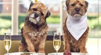 Dog-Friendly Travel Packages Image 4