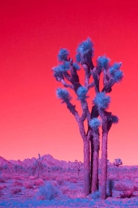Infrared California Landscape Photography Image 7
