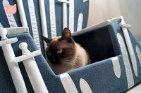 Fantasy Series Cat Furniture Image 6