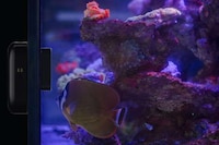 Aquarium-Cleaning Robots Image 3