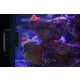 Aquarium-Cleaning Robots Image 3