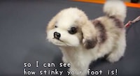 Robotic Odor-Detecting Dogs Image 2
