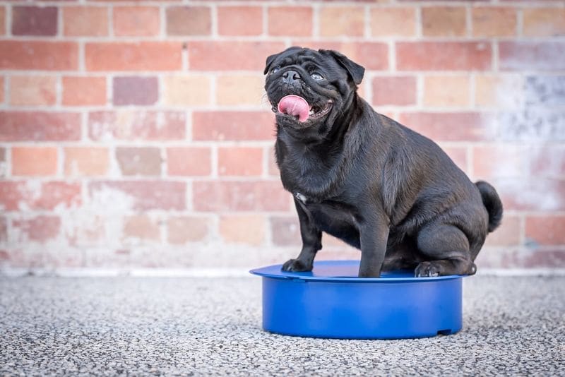 Food-Preserving Pet Bowls