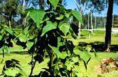 Eco-Friendly Irrigation Solutions