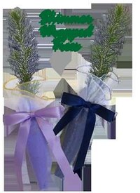 Living Tree Gifts Image 8