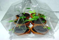 Animated Vegetation Image 3