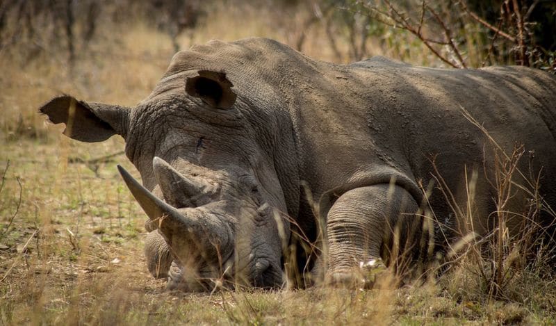 Anti-Poaching Sensors