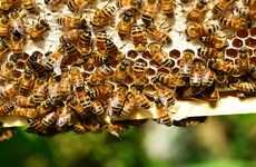 Honeybee-Monitoring Backpacks