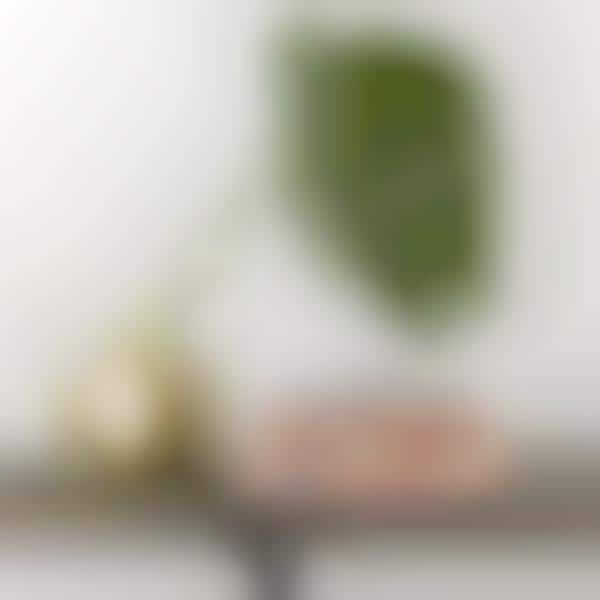 AR Eyewear Apps