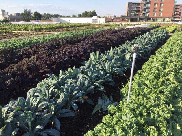 Rooftop Grocer Gardens