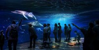 Fishless Aquarium Attractions Image 3