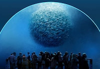 Fishless Aquarium Attractions Image 4