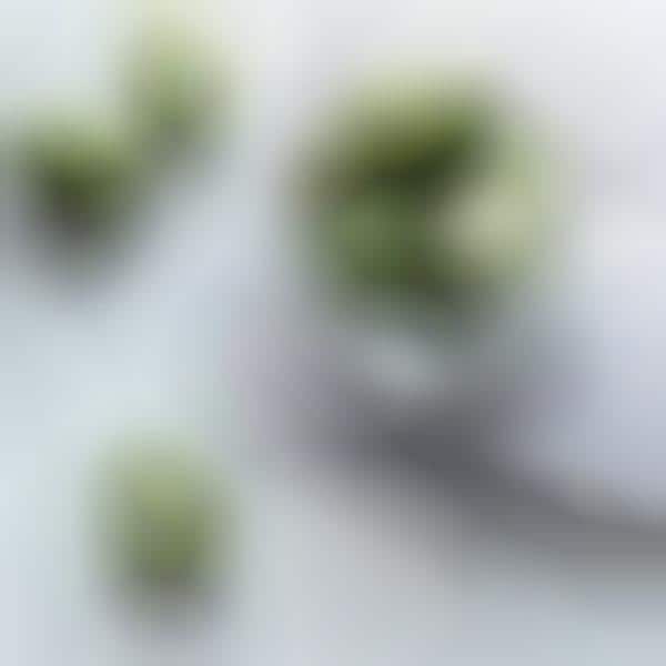 Exclusive Antioxidant Berries