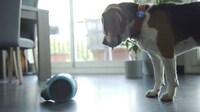 Interactive Canine Robots Image 2