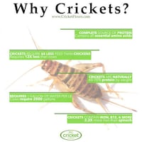 Cricket-Infused Salt Seasonings Image 3