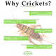 Cricket-Infused Salt Seasonings Image 3