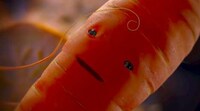Carrot-Centric Christmas Ads Image 3