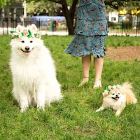 Social Media-Inspired Dog Toys Image 3