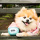 Social Media-Inspired Dog Toys Image 4