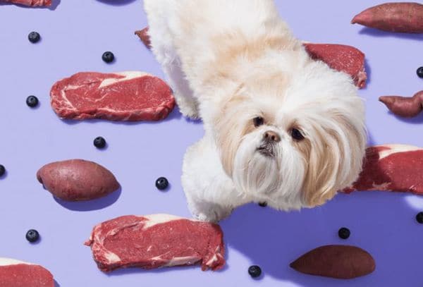 80 Dog Lover Gift Ideas