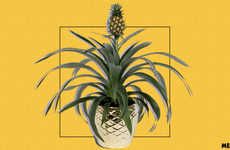 Affordable Home Pineapple Plants