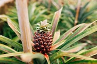 Affordable Home Pineapple Plants Image 2