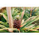 Affordable Home Pineapple Plants Image 2