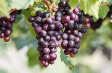 Crowdplanted Vineyard Projects