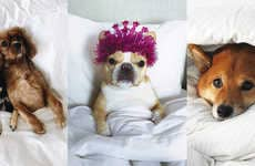 Pet Influencer Linen Campaigns