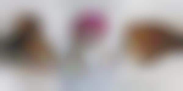 Pet Influencer Linen Campaigns