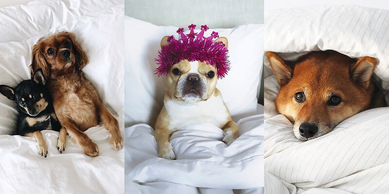 Pet Influencer Linen Campaigns