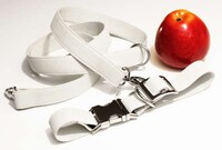 Apple-Based Dog Accessories Image 2
