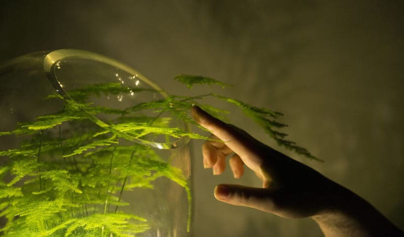 Plant-Powered Lighting