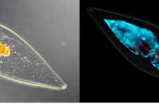 Bioluminescent Aquarium Designs