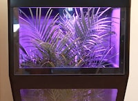 Self-Watering Indoor Greenhouses Image 4