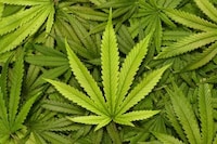 Cannabis-Transformed Wineries Image 2