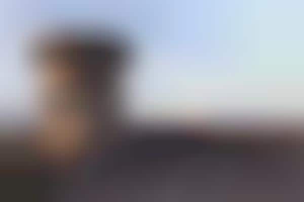 Panoramic Birdwatching Landscapes