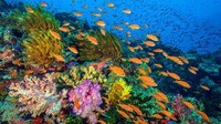 Exploratory Vessel Rental Listings Image 3