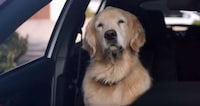 Dog-Starring Car Campaigns Image 3