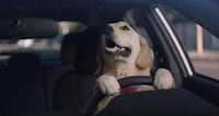 Dog-Starring Car Campaigns Image 5