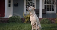 Dog-Starring Car Campaigns Image 6