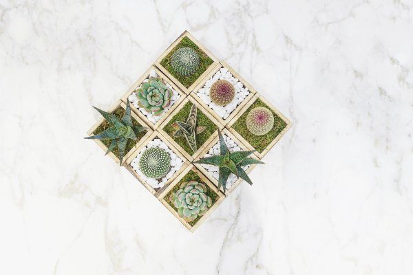 Succulent Subscription Boxes