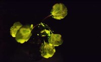 Man-Made Luminescent Plants Image 2
